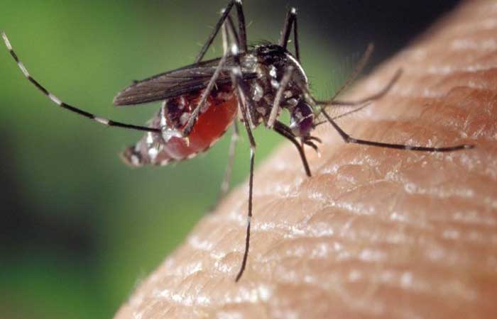 Dengue: tudo que se sabe sobre a nova cepa detectada no Brasil