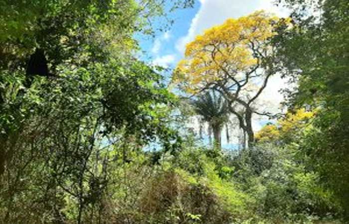 Espaço verde da Bica preserva biodiversidade em área central da cidade de João Pessoa