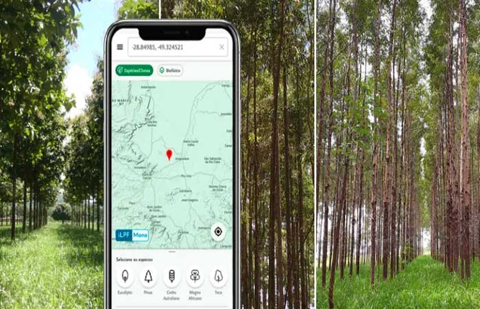 Aplicativo Siflor Cerrado ajuda produtor rural na escolha de espécies florestais