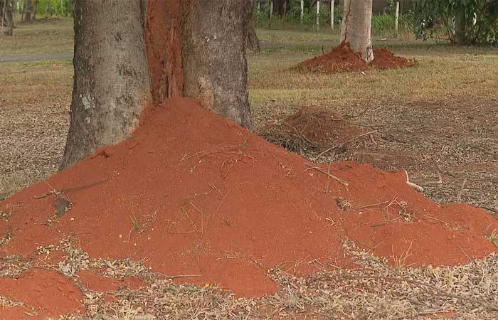 invasão de formigas tem assustado os moradores de Brasília