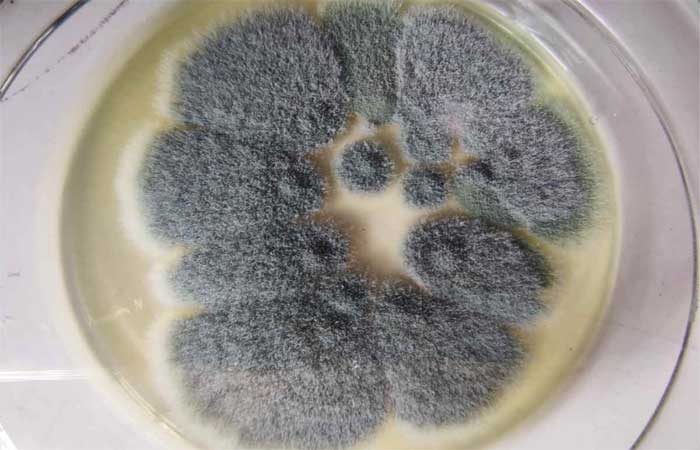 Esses fungicidas químicos modificaram o mofo comum que agora pode infectar você e até se tornar letal