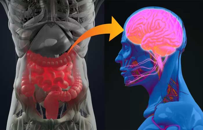 Como são as bactérias no intestino de uma pessoa em depressão