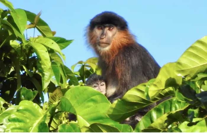 Macaco “misterioso” no Sudeste Asiático pode ser espécie híbrida; Caso raro é alerta ambiental