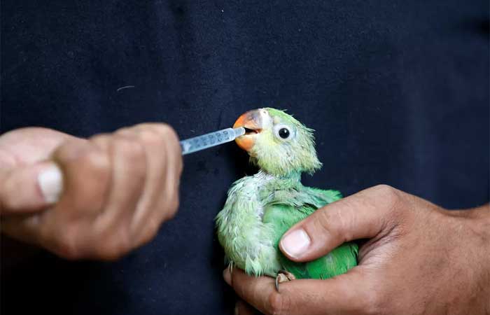 Pássaros caem do céu na Índia, que atravessa uma onda de calor
