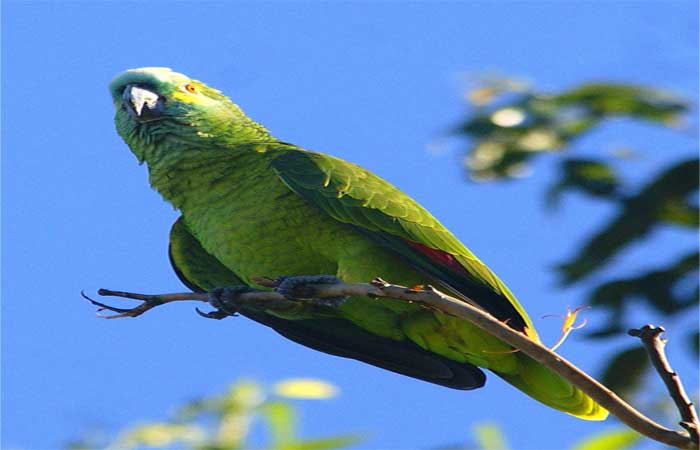 Papagaio: tráfico ameaça espécies brasileiras considerada quase em extinção