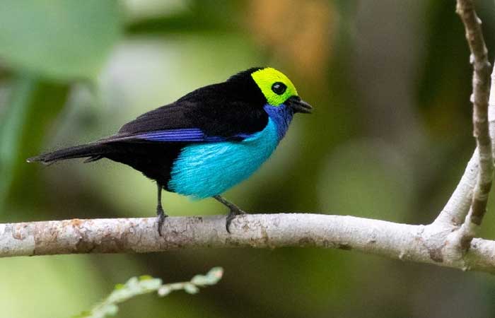 Após séculos de suspeitas, estudo inédito confirma: os pássaros nos trópicos são mais coloridos