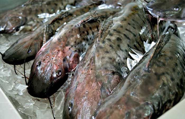 Consumo de peixe dispara no Nordeste e pode crescer três vezes nos próximos anos