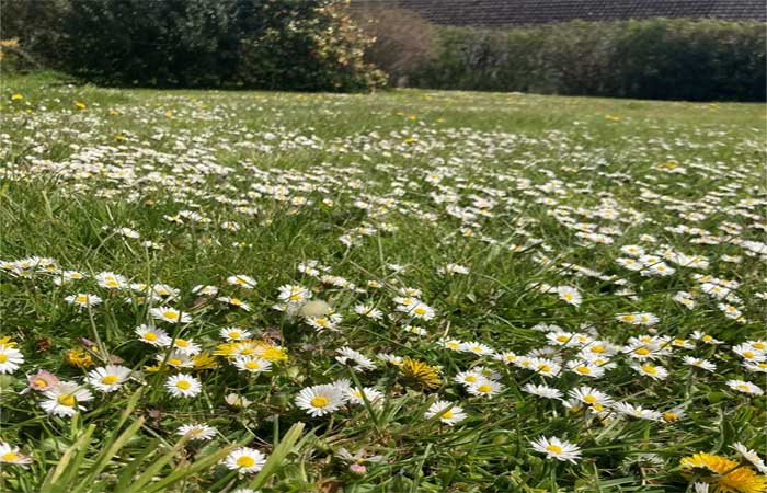 Britânicos deixam de cortar gramados na primavera para alimentar abelhas