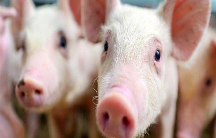 Pesquisadores estimam que as pessoas poderão receber transplante de órgãos de porcos em 2025