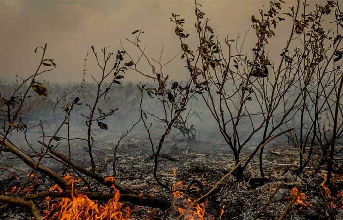 Incêndios florestais intensos enfraquecem vegetação nativa