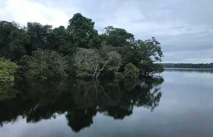 Projeto de Lei Amazônia de Pé coleta assinaturas em defesa da floresta