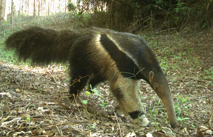 Diversidade de mamíferos em reservas no Cerrado paulista surpreende pesquisadores