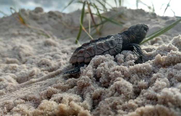 Sul da Bahia terá centro para reabilitação de tartarugas marinhas