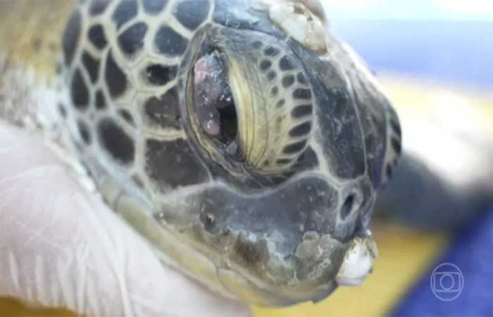 Águas poluídas afetam saúde das tartarugas-verdes no Paraná