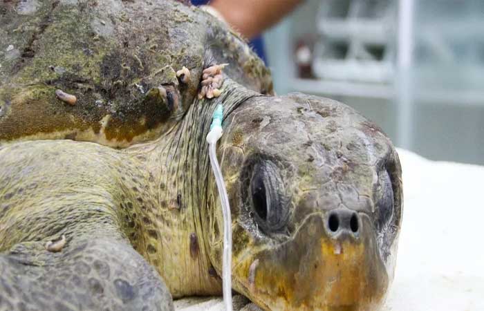 Tartaruga em perigo de extinção é resgatada com sanguessugas pelo corpo no litoral de SP