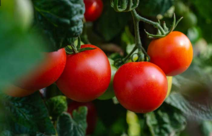Tomate geneticamente modificado pode ser nova fonte de vitamina D