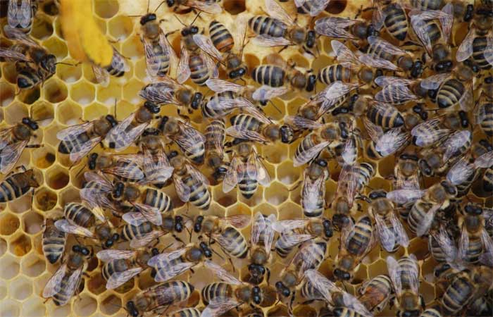 O que aconteceria se as abelhas não existissem? Especialista explica!