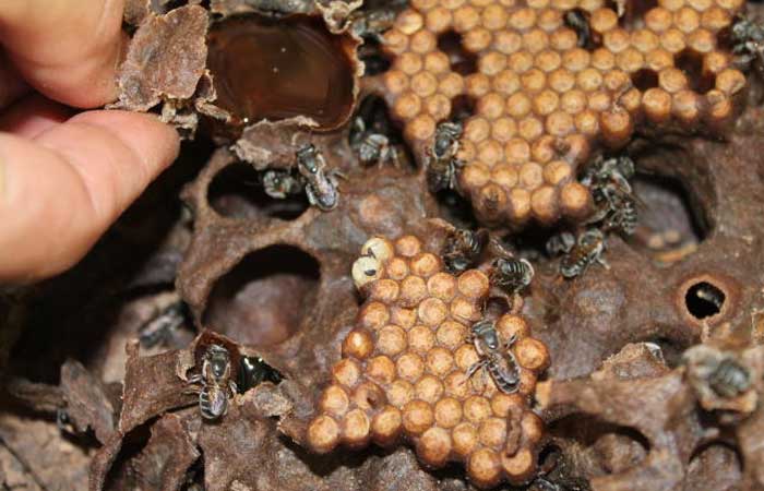 Criação de abelha sem ferrão no Brasil é fortalecida
