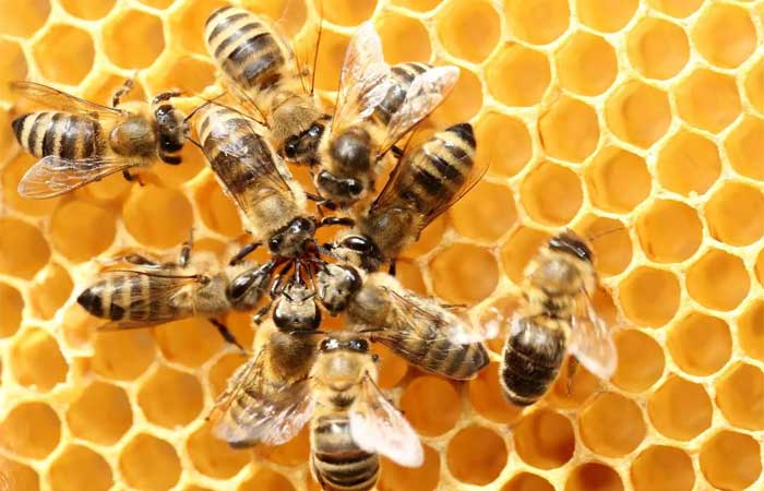 Há um novo vírus que ameaça a sobrevivência das abelhas em todo o mundo: é o vírus das asas deformadas