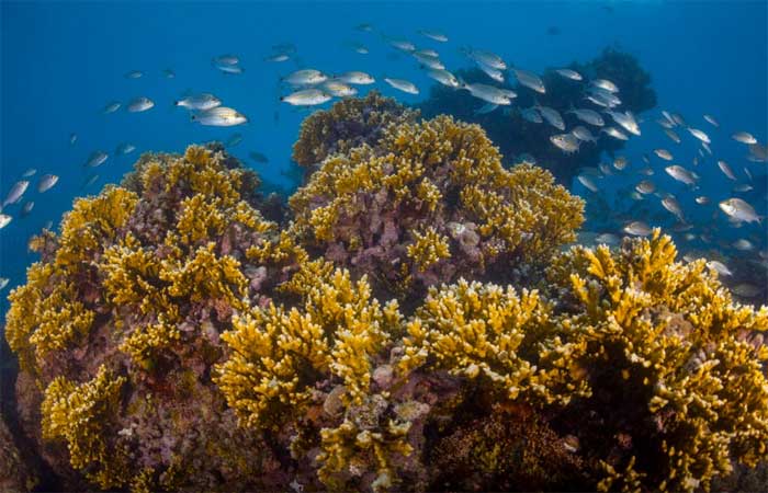Carta náutica do século XIX revela perda de até 49% de recifes em Abrolhos