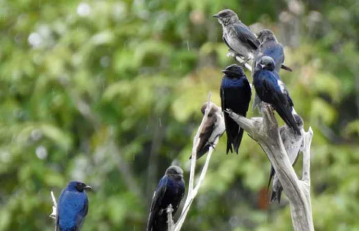 Andorinhas-azuis que migram para a Amazônia voltam contaminadas por mercúrio