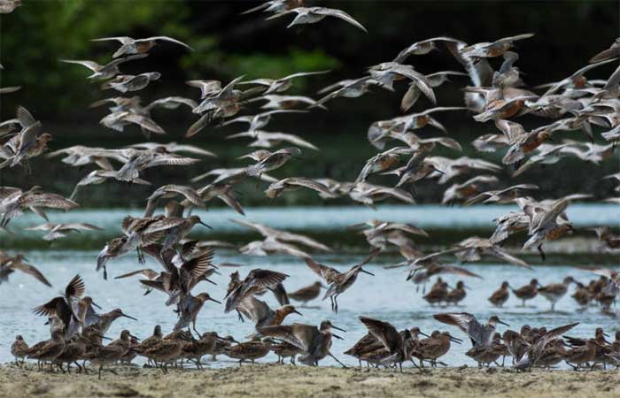 Oficina de fotografia volta olhares à conservação de aves limícolas na Bacia Potiguar