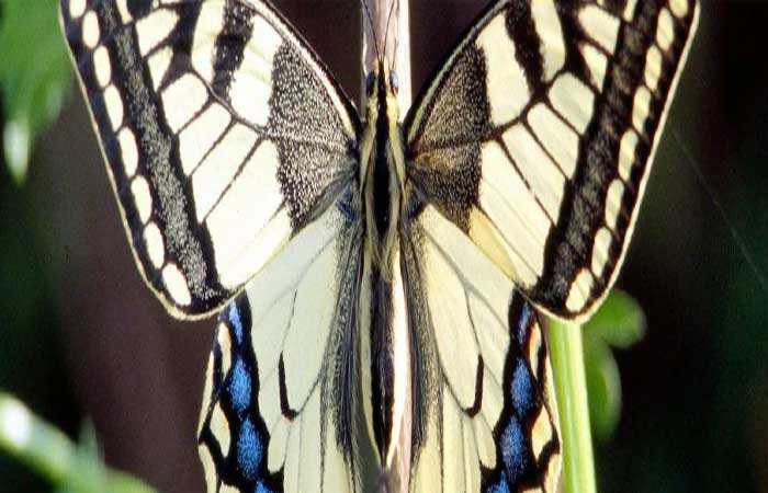 5 Espécies de borboleta que estão sumindo do Reino Unido 