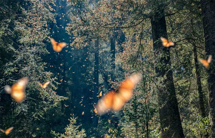 Borboletas-monarca podem estar aumentando, sugere estudo controverso