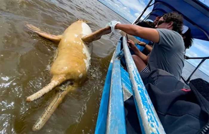 Conservação de botos da Amazônia: ONG reúne 55 mil assinaturas por renovação de lei contra uso dos animais como isca