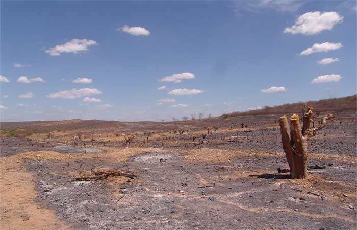 Quase 65% das áreas de preservação permanente do Semiárido foram desmatadas, mas há caminhos para recaatingar