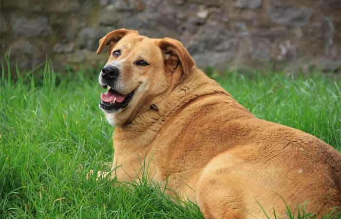 Hipotireoidismo em cães: saiba as causas da doença e como identificá-la