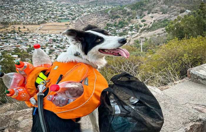 Melhor amigo da natureza: cão chileno vira super-herói da reciclagem