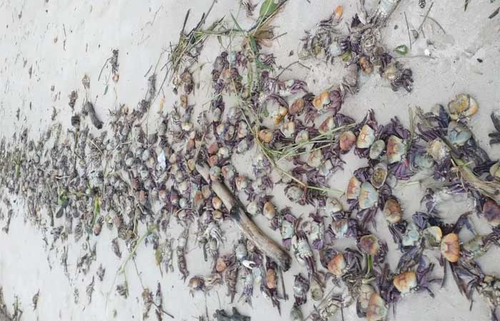 Centenas de caranguejos são achados mortos em praia de Pitimbu