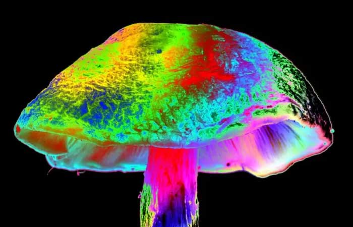 Cogumelos alucinógenos: drogas psicodélicas podem tratar depressão