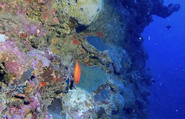 Mergulho no Royal Charlotte: cientistas descobrem novos recifes de coral no sul da Bahia