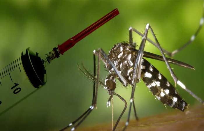 USP aposta em abordagens inovadoras para imunizantes contra os vírus da dengue e do zika