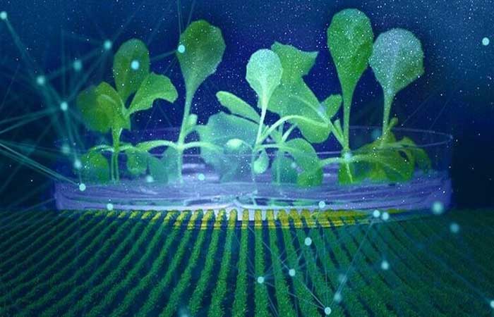Fotossíntese artificial produz alimentos totalmente no escuro
