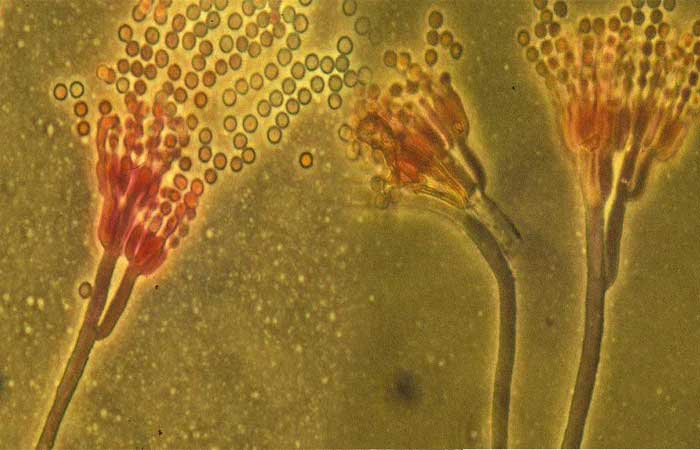 Substâncias têm potencial para proteção solar e combate a larvas e parasitas