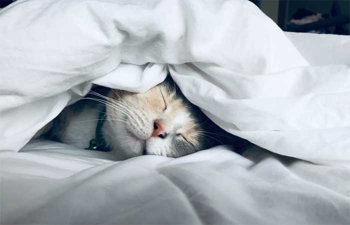 Pets podem dormir na cama dos tutores? Segundo esse estudo, não