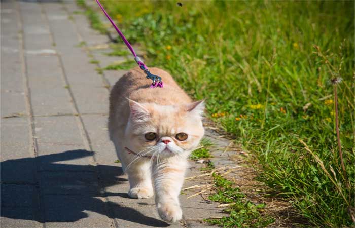 Gatos podem passear sozinhos? Especialistas respondem