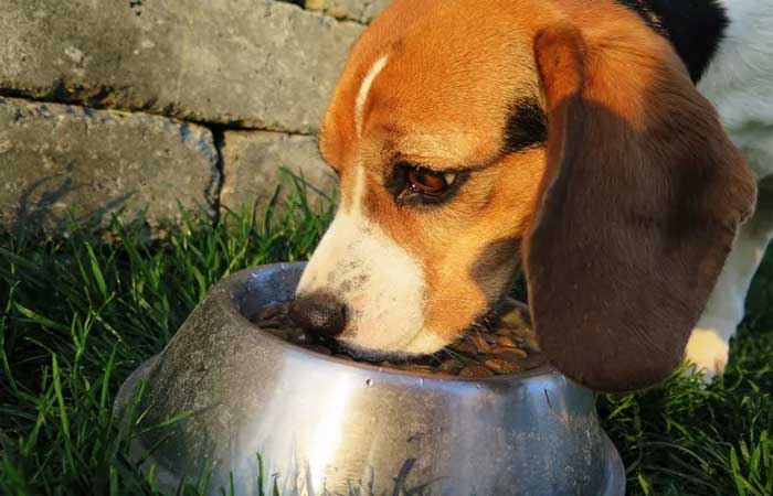 Alimentação e fatores ambientais estão relacionados à diminuição da imunidade dos pets