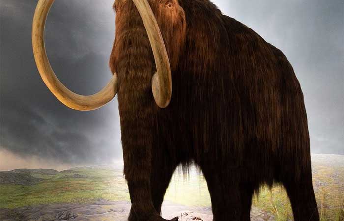 Filhote de mamute congelado de 30 mil anos é encontrado no Canadá