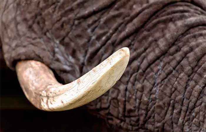 Decisão histórica no Reino Unido: o comércio de marfim foi finalmente proibido