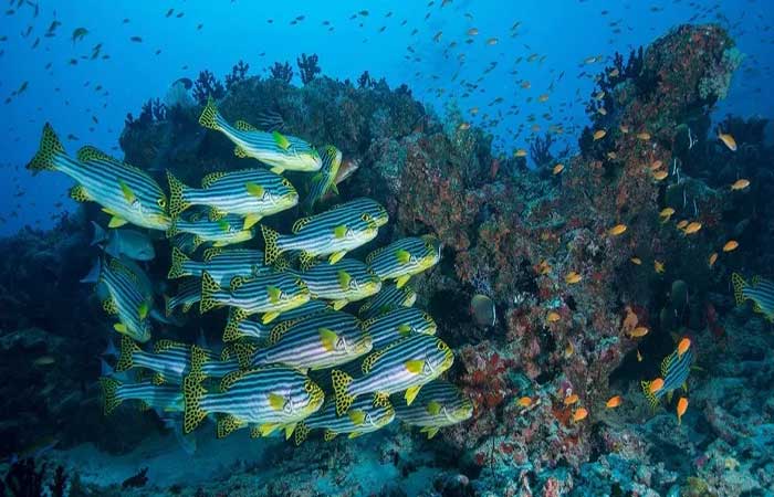 Conferência dos oceanos tenta impedir declínio da saúde do mar