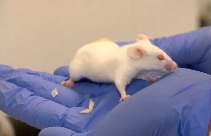 Lei proíbe uso de animais em experimentos e testes de produtos de higiene