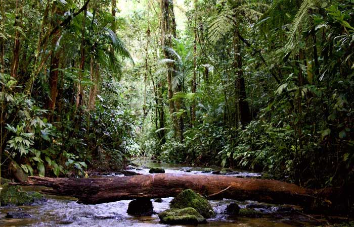 Planejar interações entre florestas e água é vital para conservar equilíbrio ambiental