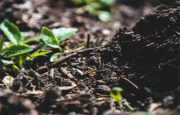 Pesquisadores descobrem que solos úmidos têm alto potencial de armazenar carbono
