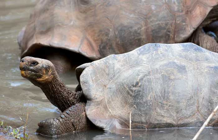 Primeira tartaruga-das-galápagos albina já registrada nasce em zoológico suíço