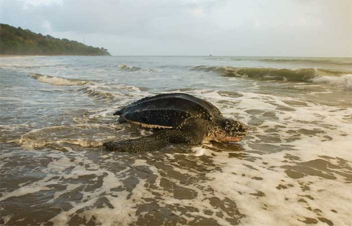 Participe de um dos programas de conservação de tartarugas marinhas mais importantes da Terra