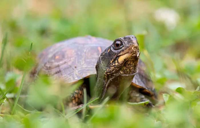 Pesquisadores identificam espécies de tartaruga que não envelhecem